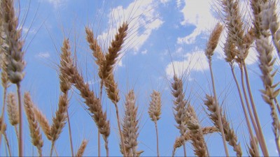 Pockok pusztítják a gabonát