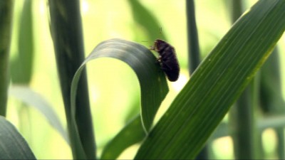 Átteleltek a kártevők